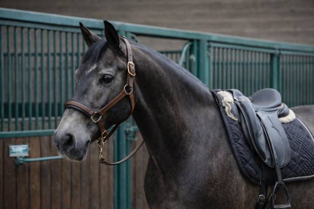 Hongre - Lusitanien - 7 ans - PSG- Piro Free