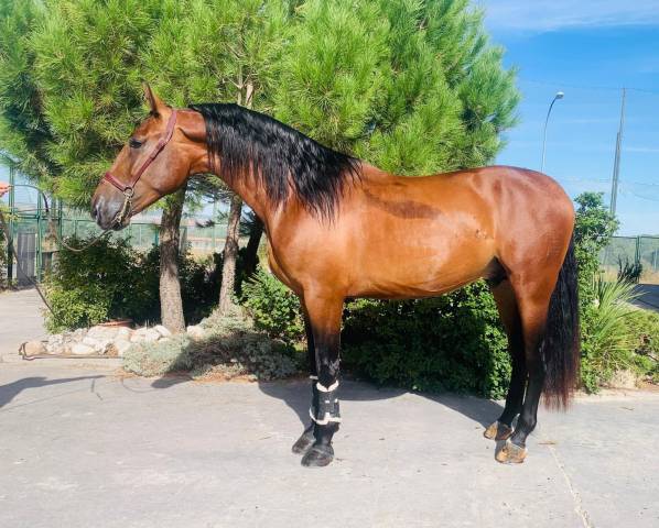 Etalon PRE Pure Race Espagnole A vendre 2021 Bai