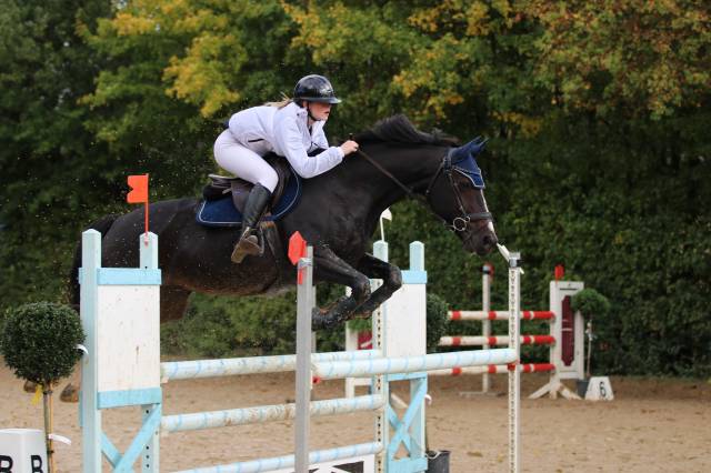 Cheval de loisir fiable &ndash; id&eacute;al pour petits concours de