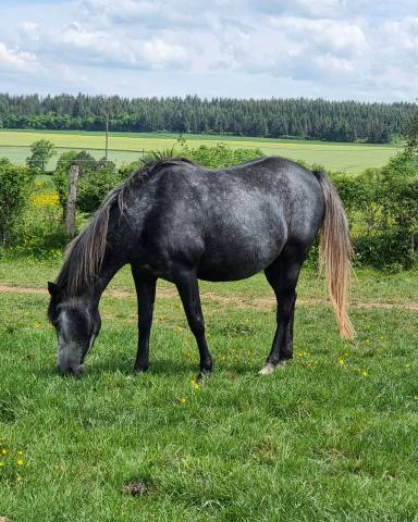 Poulini&egrave;re par DJEVAR DES GRAVES 6 ans