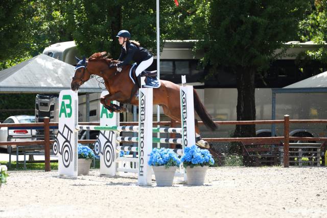 Hongre Selle Fran&ccedil;ais A vendre 2009 Alezan brul&eacute; par LINARO SL