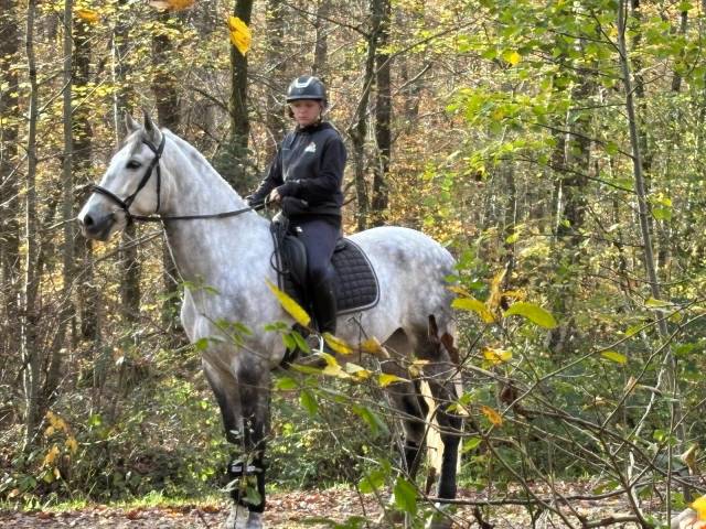 Hongre -Prestigieuses Lign&eacute;es PRE - 6 ans - dressage