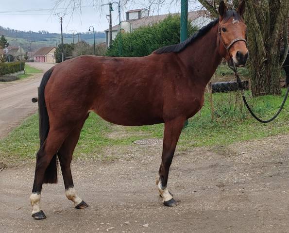 Jument, 4 ans, bai, 1.60 m