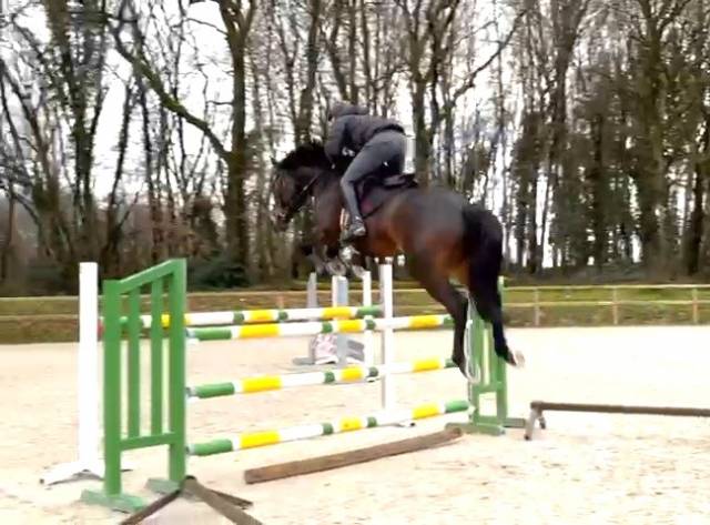 Magnifique hongre prenant 7 ans CSO