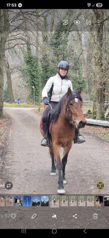 A vendre magnifique ponette 1m42 polyvalente