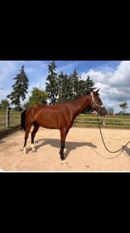 Magnifique hongre de 8 ans 
