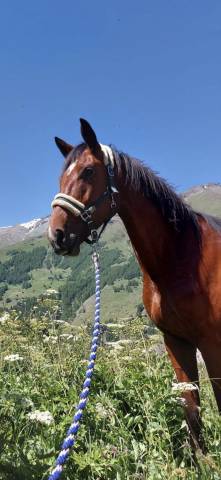 Magnifique hongre de 8 ans 