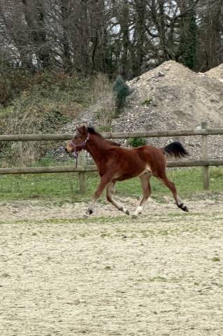 M&acirc;le pfs 1 ans