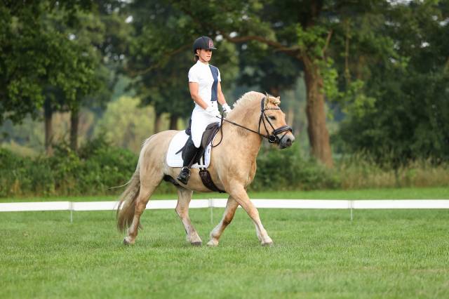 Hongre Fjord A vendre 2020 Autre couleur par Hermansen