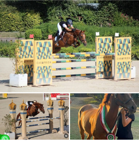 Hongre Origine Constatée A vendre 2012 Alezan