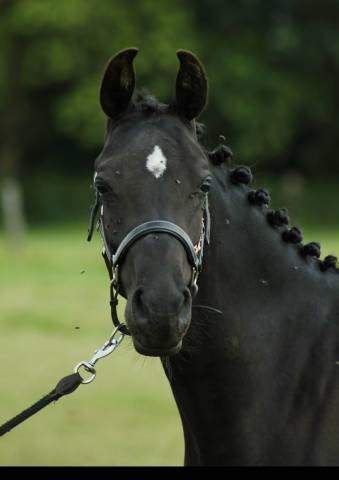 Poney &agrave; vendre
