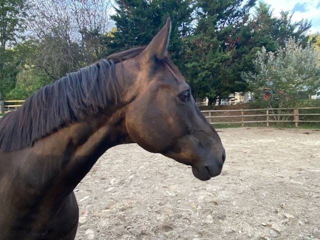 Magnifique selle fran&ccedil;ais 7 ans, beau potentiel CSO !