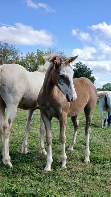 PONEY DE SPORT, PRADA BLUE DE PUISAYE, PFS