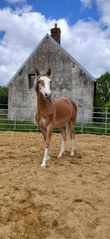 PONEY DE SPORT, PRADA BLUE DE PUISAYE, PFS