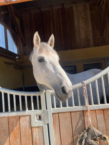 Poulini&egrave;re 8 ans par Valmy de la Lande - 5 points PACE