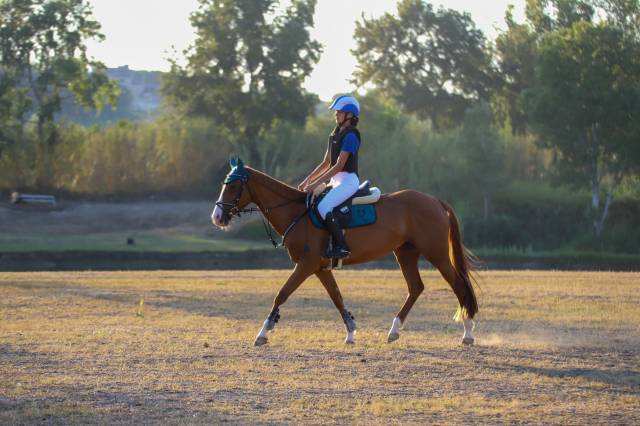 Jument Origine Constat&eacute;e A vendre 2017 Alezan