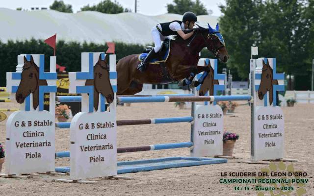 Hongre PFS Poney Fran&ccedil;ais de Selle A vendre 2016 Bai par KANTJE'S ADMIRAAL