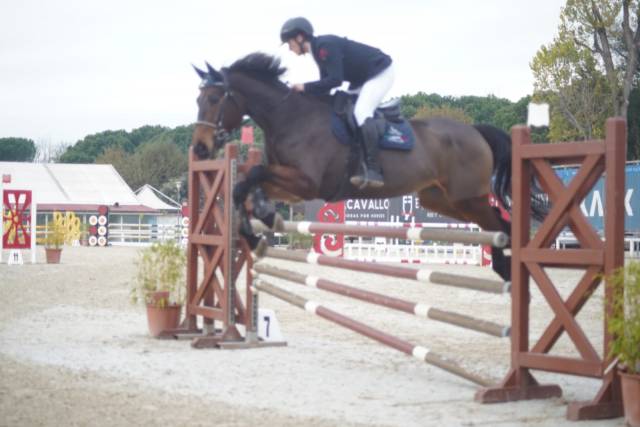 Hongre Cheval de Selle Italien A vendre 2019 Bai