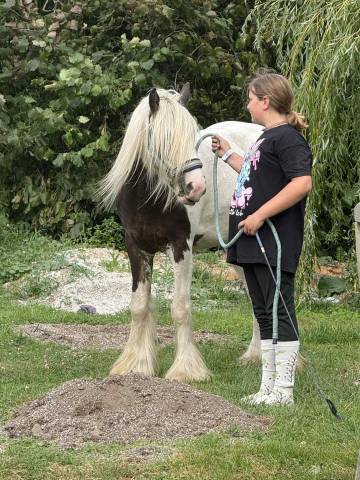 Irish cob 3 ans