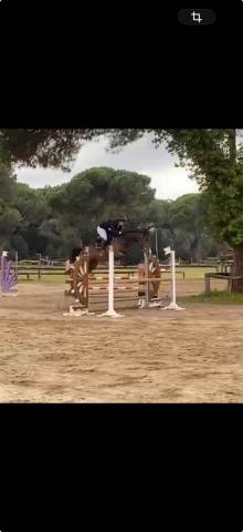 Jument Cheval de Sport Irlandais A vendre 2020 Bai par Newmarket Venture