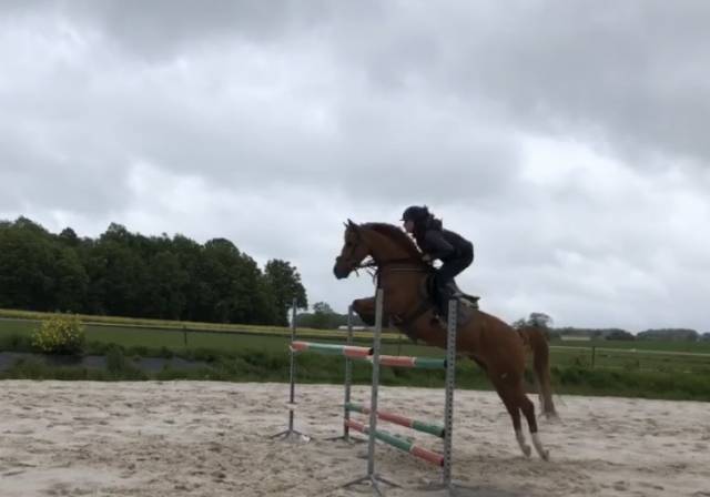 poney pfs As1 / As &eacute;lite