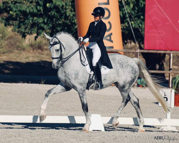 Hongre - Zangersheide - 8 ans - Dressage - France