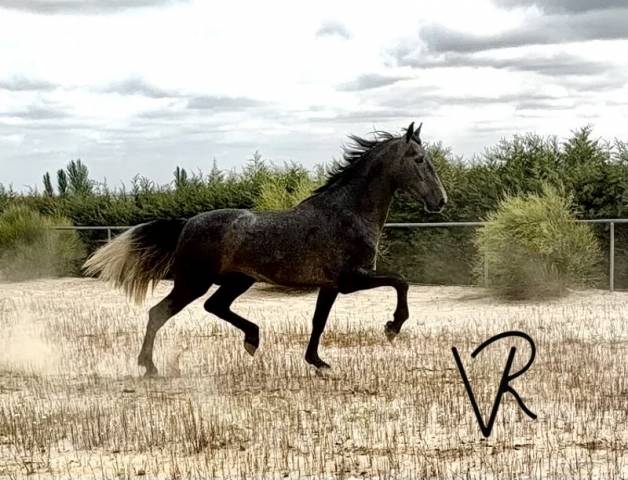 Poulain Espagnol Normand A vendre 2023 Gris