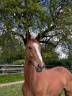 <img alt='Zoom image' src='images/b_search.png'><b>&nbsp;Cliquez pour zoomer</b>
