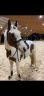 <img alt='Zoom image' src='images/b_search.png'><b>&nbsp;Cliquez pour zoomer</b>