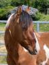 <img alt='Zoom image' src='images/b_search.png'><b>&nbsp;Cliquez pour zoomer</b>