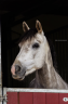 <img alt='Zoom image' src='images/b_search.png'><b> Cliquez pour zoomer</b>