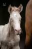<img alt='Zoom image' src='images/b_search.png'><b>&nbsp;Cliquez pour zoomer</b>