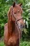 <img alt='Zoom image' src='images/b_search.png'><b>&nbsp;Cliquez pour zoomer</b>