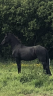 <img alt='Zoom image' src='images/b_search.png'><b>&nbsp;Cliquez pour zoomer</b>