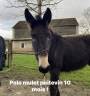 <img alt='Zoom image' src='images/b_search.png'><b>&nbsp;Cliquez pour zoomer</b>