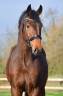 <img alt='Zoom image' src='images/b_search.png'><b>&nbsp;Cliquez pour zoomer</b>