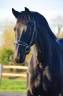 <img alt='Zoom image' src='images/b_search.png'><b>&nbsp;Cliquez pour zoomer</b>