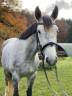 <img alt='Zoom image' src='images/b_search.png'><b>&nbsp;Cliquez pour zoomer</b>