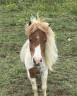 <img alt='Zoom image' src='images/b_search.png'><b>&nbsp;Cliquez pour zoomer</b>