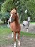 <img alt='Zoom image' src='images/b_search.png'><b> Cliquez pour zoomer</b>