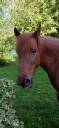 <img alt='Zoom image' src='images/b_search.png'><b> Cliquez pour zoomer</b>