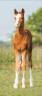 <img alt='Zoom image' src='images/b_search.png'><b>&nbsp;Cliquez pour zoomer</b>