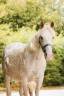 <img alt='Zoom image' src='images/b_search.png'><b>&nbsp;Cliquez pour zoomer</b>