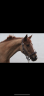 <img alt='Zoom image' src='images/b_search.png'><b>&nbsp;Cliquez pour zoomer</b>