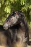 <img alt='Zoom image' src='images/b_search.png'><b>&nbsp;Cliquez pour zoomer</b>