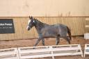 <img alt='Zoom image' src='images/b_search.png'><b>&nbsp;Cliquez pour zoomer</b>