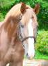 <img alt='Zoom image' src='images/b_search.png'><b>&nbsp;Cliquez pour zoomer</b>