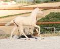 <img alt='Zoom image' src='images/b_search.png'><b> Cliquez pour zoomer</b>