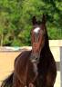 <img alt='Zoom image' src='images/b_search.png'><b> Cliquez pour zoomer</b>