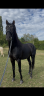 <img alt='Zoom image' src='images/b_search.png'><b>&nbsp;Cliquez pour zoomer</b>